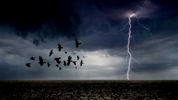 birds-storm