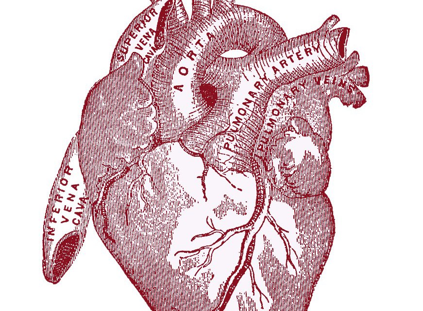 heart-vintageanatomy-graphicsfairy007red