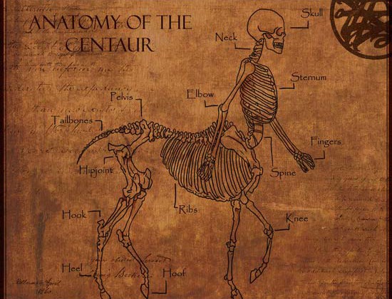 centaur-anatomy-550
