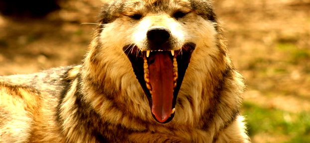 mexican_wolf_laughing