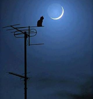 gatto su antenna
