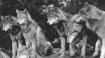 black-pack-white-wolves-Favim.com-166885