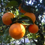 giardino-arance-dal-vivo-vi[1]