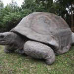 tartaruga-alle-seychelles